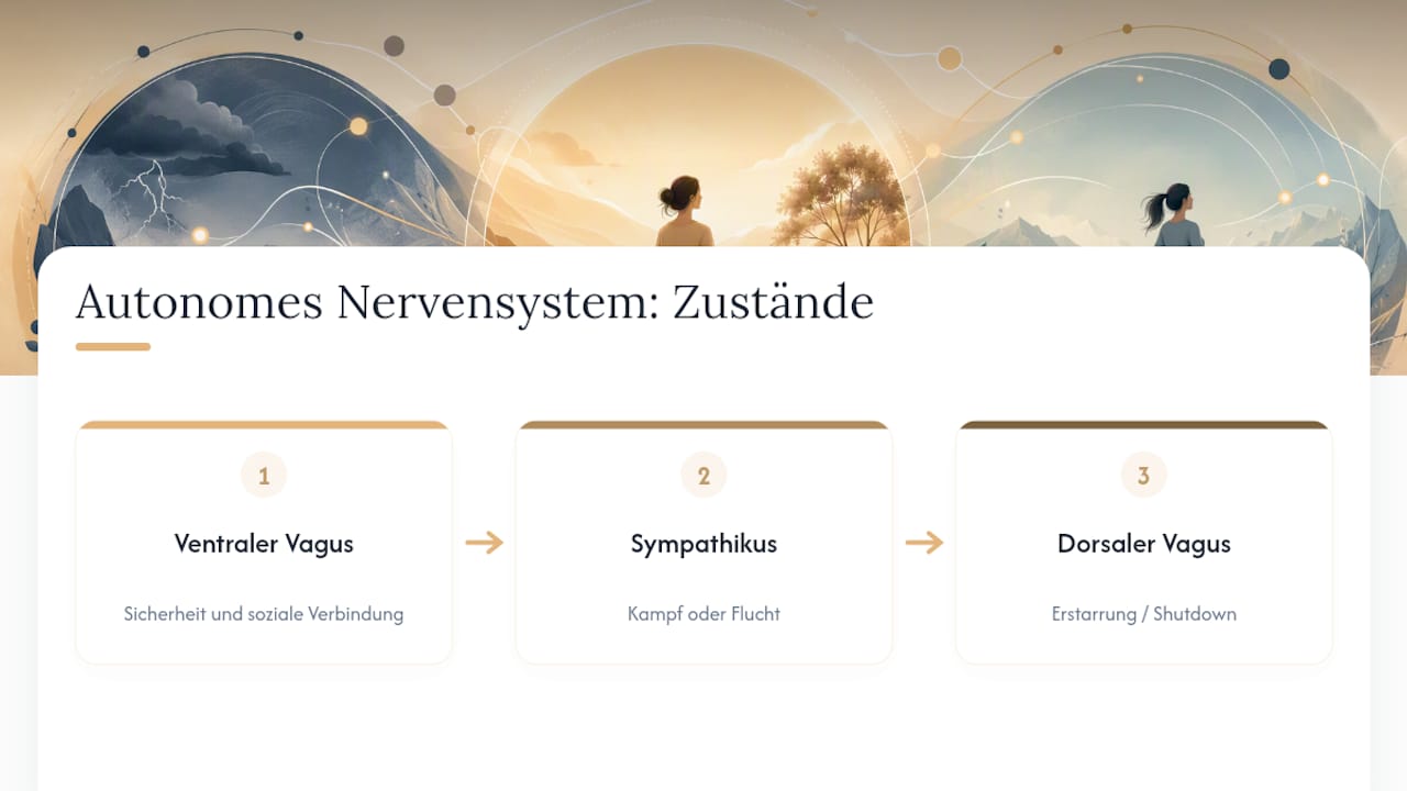 Die drei Zustände des autonomen Nervensystems